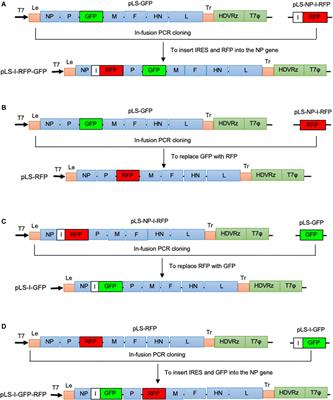 Expression of Two Foreign Genes by a Newcastle Disease Virus Vector From the Optimal Insertion Sites through a Combination of the ITU and IRES-Dependent Expression Approaches